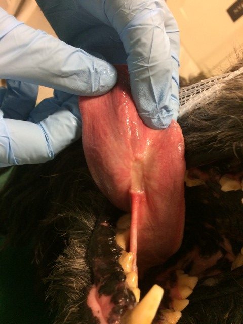 OnkolVet pies - narośl u podstawy języka - rak płaskonabłonkowy