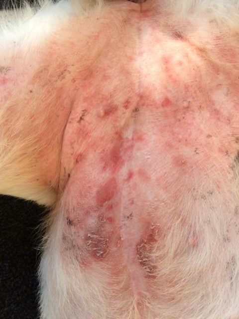 Pies Lexie świąd oraz wtórne infekcje bakteryjne skóry - chłoniak epiteliotropowy, forma uogólniona (skóra i błony śluzowe