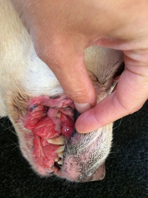 OnkolVet Pies chłoniak epiteliotropowy, forma uogólniona (skóra i błony śluzowe)