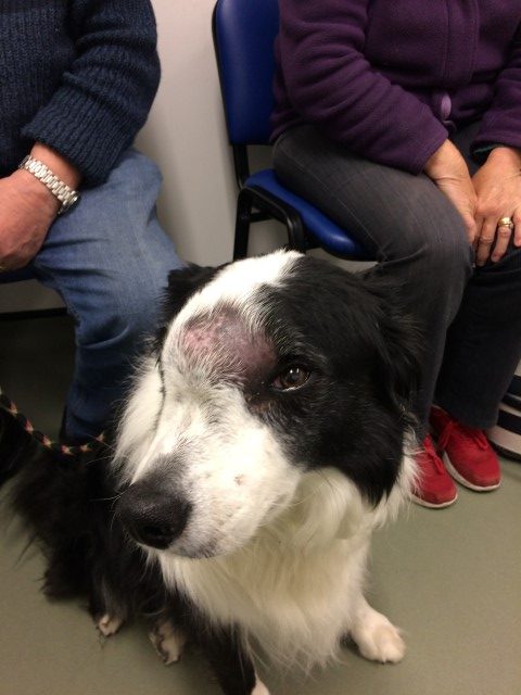 Pies - Ben - deformacja głowy – okolicy czołowej. rak płaskonabłonkowy zatoki czołowej.