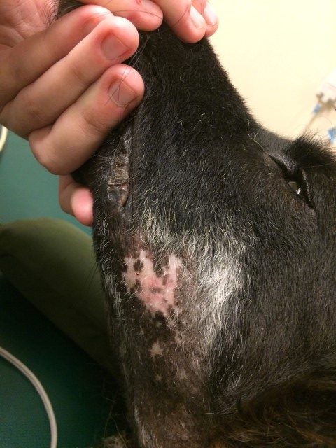 OnkolVet pies chłoniak epiteliotropowy po naświetlaniu radioterapia