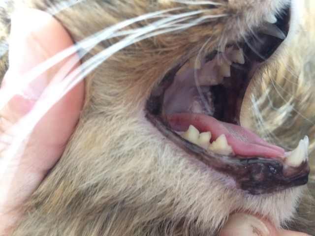 Kot Bobby - rak płaskonabłonkowy u podstawy języka