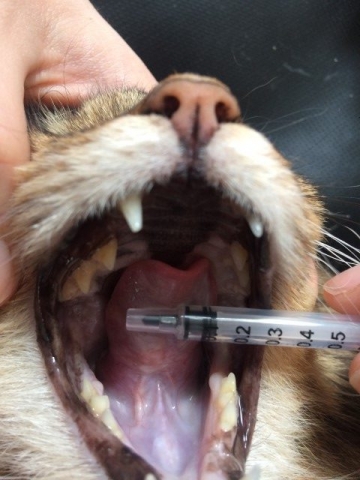 Kot Bobby - rak płaskonabłonkowy u podstawy języka