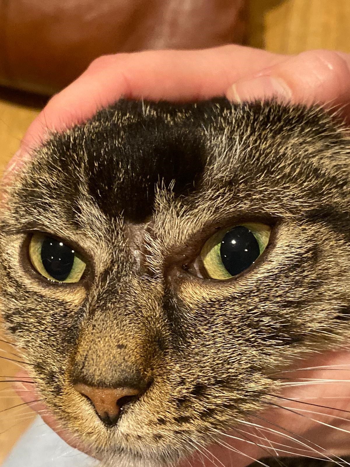 OnkolVet kot zmiana na głowie w okolicy czołowej, między oczami u kota