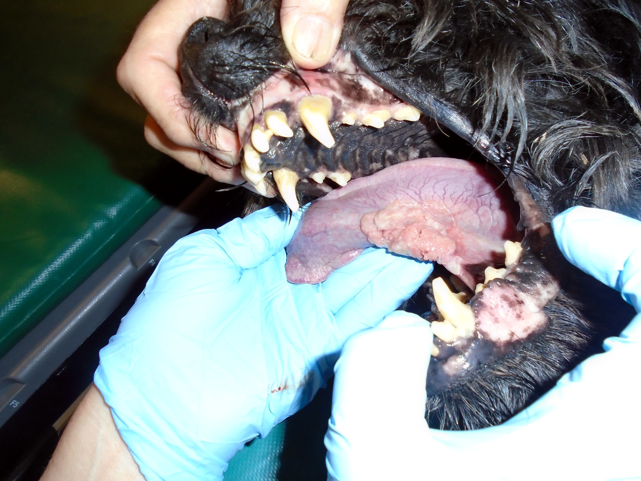 OnkolVet - pies -narośl u podstawy języka - rak płaskonabłonkowy