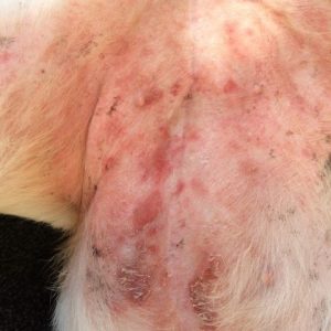 Lexie świąd oraz wtórne infekcje bakteryjne skóry - chłoniak epiteliotropowy, forma uogólniona (skóra i błony śluzowe